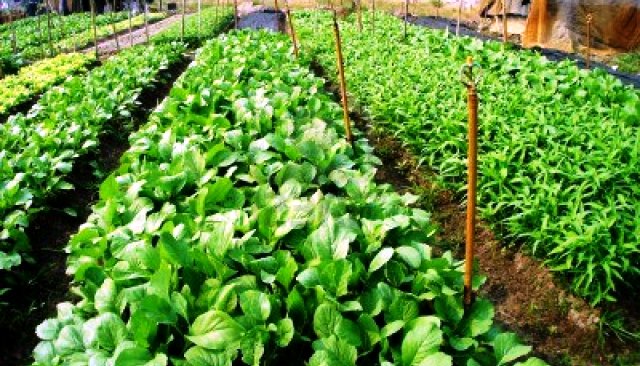 How To Elish Vegetables On A Nursery Farmlink Kenya